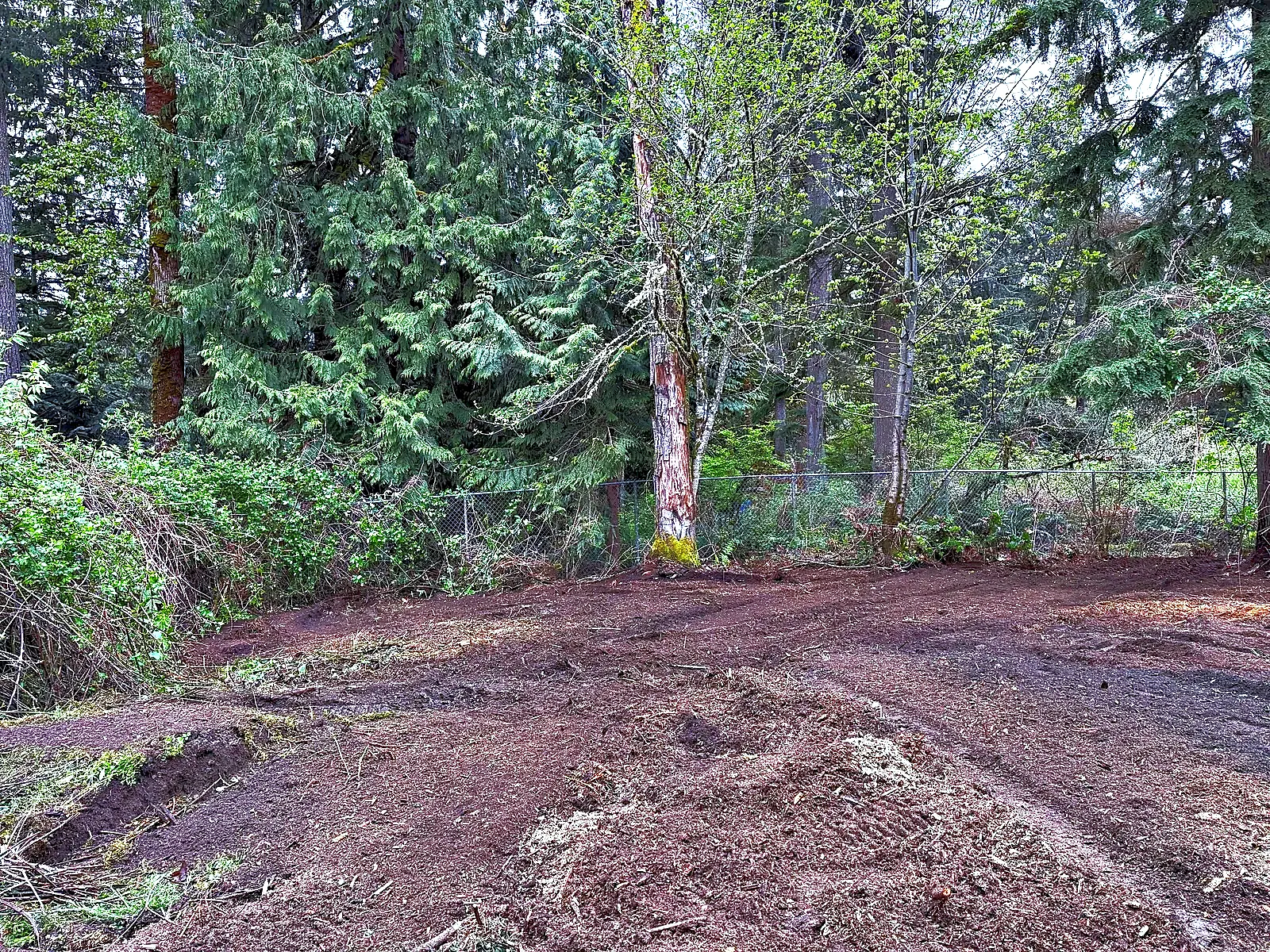 After: the same fence line cleared by forestry mulching, with level ground, mulch left in place, and the cedar and evergreens still standing