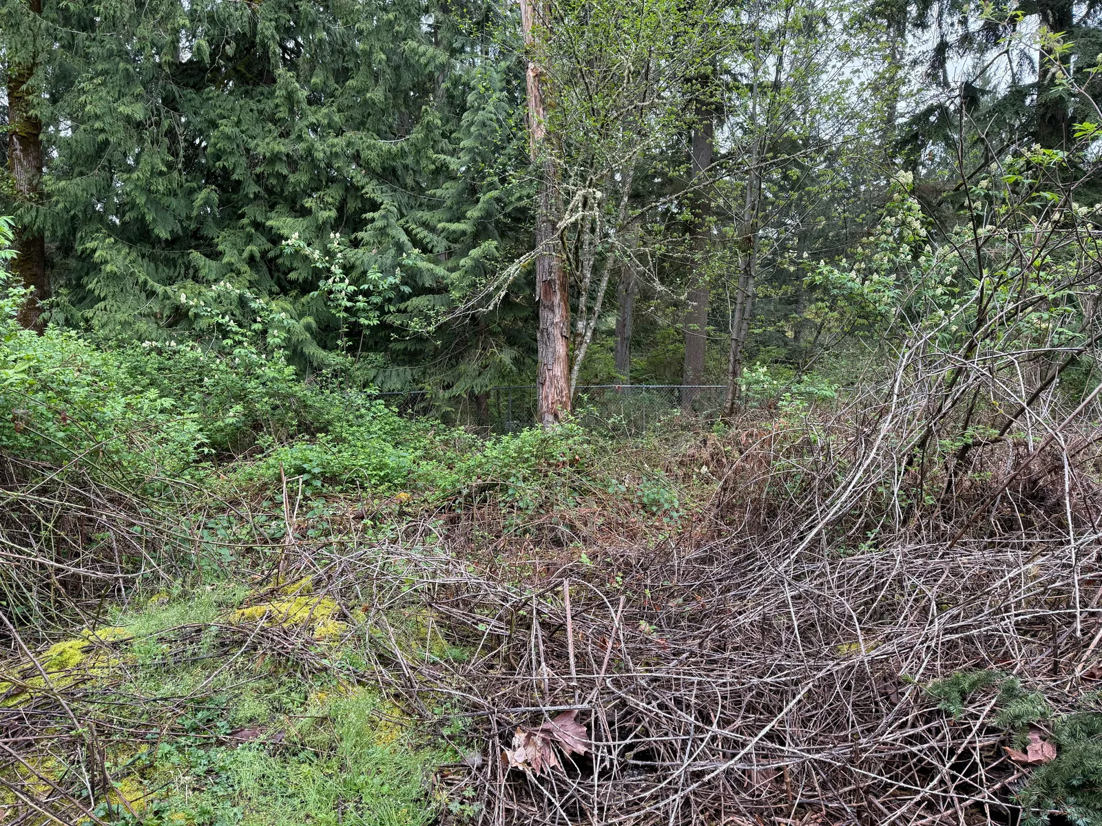 Before: dense dried Himalayan blackberry canes and brush piled against a chain-link fence beneath evergreens on a Western Washington property